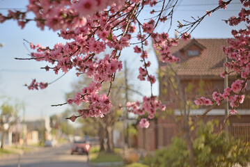pink flowered Prunus persica