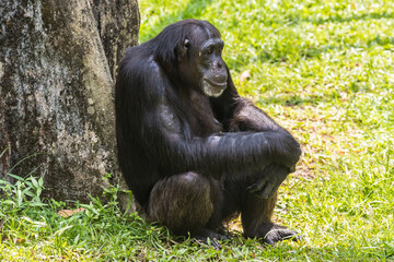 Taiping lake district and Zoo