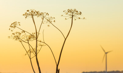 Reed in an early morning under a colorful sky at sunrise, Almere, Flevoland, The Netherlands, September 20, 2020