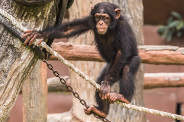 Taiping lake district and Zoo