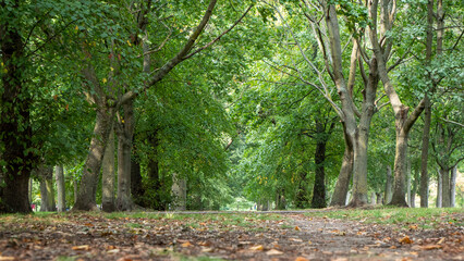 September 2020 London regents park in autumn