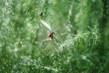 Nature scene of snail sitting on fresh green plant garden asparagus (sparrow grass) after rain with raindrops on it. Abstract background with artistic swirly (rotated) bokeh. Selective soft focus.