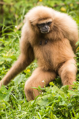 Taiping lake district and Zoo