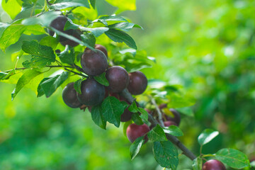 Plum tree with juicy fruits on sunset light