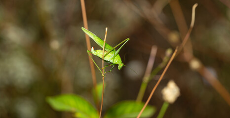 Phaneroptera falcata, the sickle-bearing bush-cricket. The insect is sitting on a blade of grass.