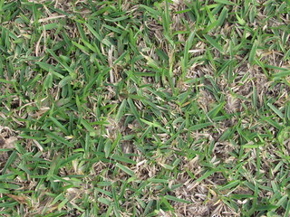 pasto