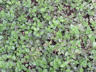 plantas 