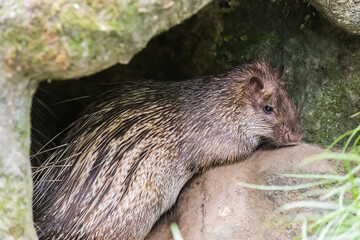 Taiping lake district and Zoo