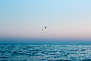 Fototapeta na wymiar One-legged seagull flying above the sea on a blue background. Sunset background