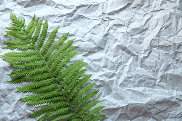 green fern leaf lies on gray background from uneven paper