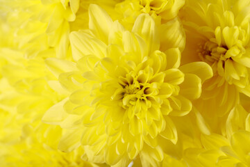 Floral background or greeting card with yellow chrysanthemum flowers
