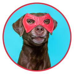 cute chocolate lab with a red mask on © annette shaff