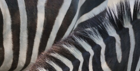 Fototapeta na wymiar Extreme close up of zebra skin fur full frame striped black and white