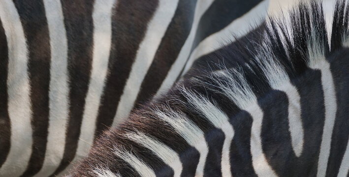Extreme close up of zebra skin fur full frame striped black and white