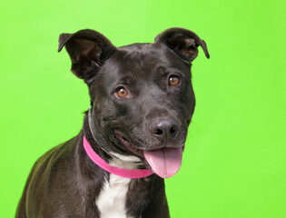 studio shot of a dog on an isolated background