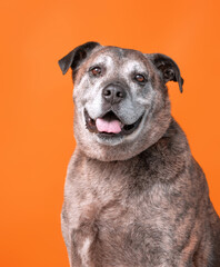 studio shot of a dog on an isolated background