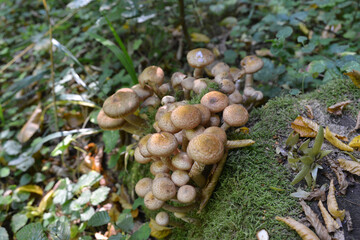 Autumn mushrooms honey mushrooms in natural conditions.