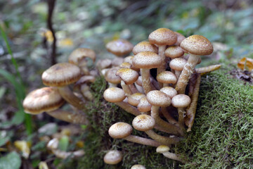 Autumn mushrooms honey mushrooms in natural conditions.