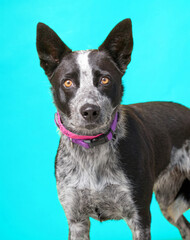 studio shot of a dog on an isolated background