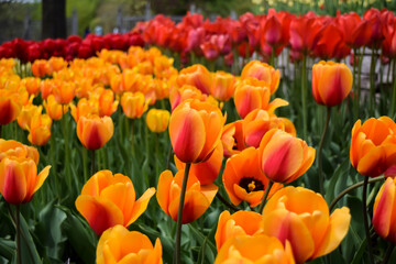 Field of orange red tulips