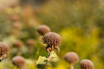 Wilted wild bergamot