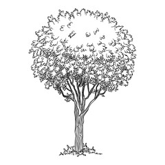 Forest park tree icon. Outline hand drawn of forest park tree vector icon for web design isolated on white background