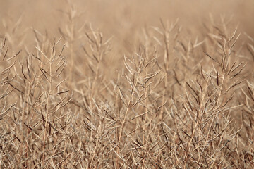 Canola field ready for harvest