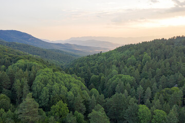 Beautiful landscape coniferous forest on the peaks of the Rhodope Mountains, Bulgaria. Travel and vacation concept.