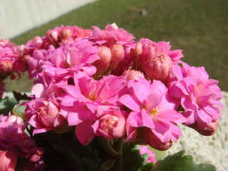 pink and white flowers