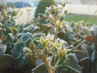 cactus in the garden