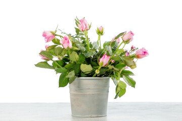 Fototapeta na wymiar Pink tulips in a flowerpot on a wooden table