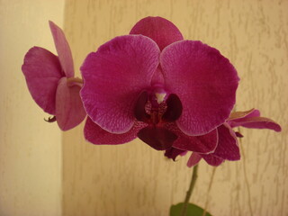 pink orchid