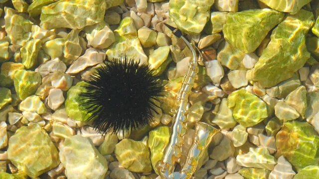 Black sea urchin lies underwater on stones next to the golden instrument is a small alt saxophone. Echinothrix diadema, commonly called diadema urchin. Long spines sea urchin. Water slow motion video