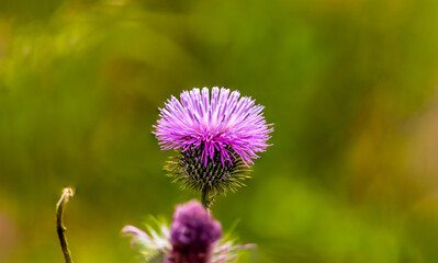 spear thistle, bull thistle, or common thistle