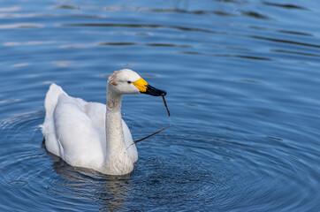 Adult Bewick's swan on water.