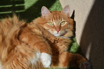 Sunlit big ginger Siberian cat with white paws lying on a green floor