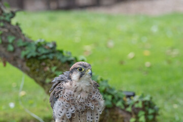 Saker falcon