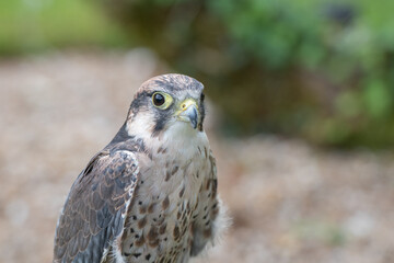Saker falcon