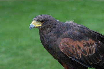 Harris Hawk