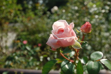 pink rose in a garden