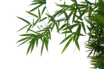 Bamboo leaves with branches on white background for green foliage backdrop 