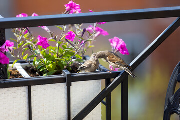 Nightingale while feeding its chick on a background of flowers. A young bird asks for food from its parents. The male feeds his chick