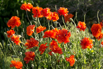 Beautiful red poppies in the field spring day