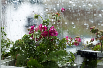 Fototapeta na wymiar Raindrops on glass. Spray on the window. Bokeh of flowerpots with bright red flowers behind glass with drops of water. Rainy weather