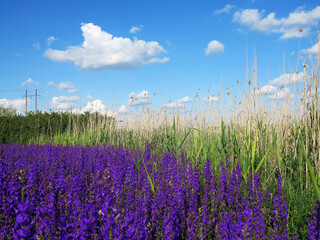 Fototapeta premium Flowering field with Rocket Larkspur (Consolida ambigua). Blue Delphinium - Consolida ajacis flowering, Odessa, Ukraine