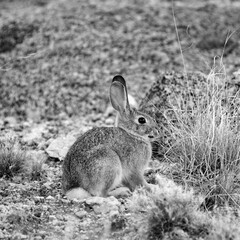 Soft black and white rabbit in the desert