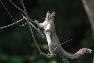 American Red Squirrel or Pine Squirrel