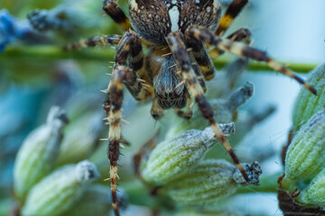 Macro close up of spider