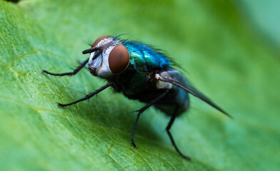 Macro close up of fly on leaf