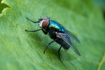Macro close up of fly on leaf